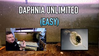 How I Raise Daphnia Water Fleas And You Can Too [upl. by Amesari]