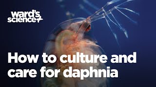 Caring and Culturing for Daphnia [upl. by Veedis]