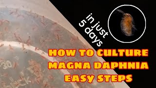 How to Culture Magna Daphnia Easily [upl. by Aicemed]