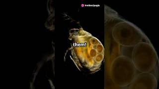 How to culture Daphnia for your Aquarium [upl. by Yenwat]