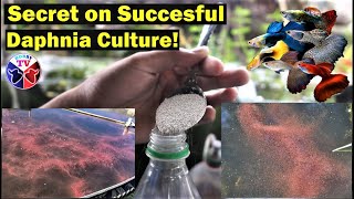 How to Culture Daphnia Successfully [upl. by O'Neill994]