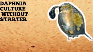 HOW TO CULTURE DAPHNIA NATURALLY WITHOUT A STARTER [upl. by Karita]