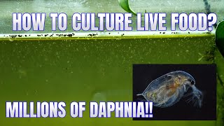 How to Culture Daphnia Secret Method to Breed MILLIONS  Simply Aquatic [upl. by Kelam]