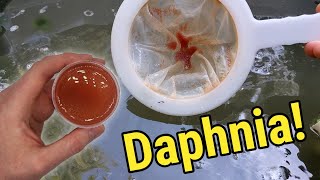 How I Culture Daphnia In Outdoor Tubs [upl. by Neelhtac]