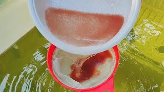 How to culture daphnia  Daphnia culture  How to grow daphnia outdoor [upl. by Nilyaj]