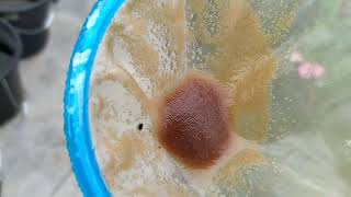 How to culture daphnia moina in a small container Part 1 English Subtitle [upl. by Eimot]