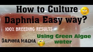 Daphnia MagnaHow to Culture Daphnia Easy wayCulturing Daphnia using Green water Daphnia [upl. by How178]