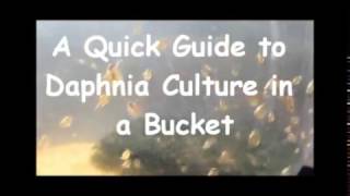 How to culture daphnia outside [upl. by Varipapa27]