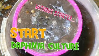 How to culture daphnia moina the easy way 1  Starting the Daphnia culture [upl. by Nnayrrehs634]