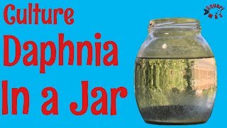 How to Culture Daphnia in a Jar [upl. by Zavala120]