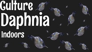 How to Culture Daphnia [upl. by Llebpmac]