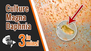 How to culture DAPHNIA MAGNA  The easy way [upl. by Ioab]