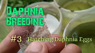 Daphnia Culture made simple and easy 3  Hatching Daphnia eggs [upl. by Arihaj]