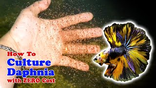 How to Culture Daphnia with ZERO Cost  Unlimited Live Food For Our Fish [upl. by Terris]