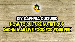 DIY Daphnia Culture How to Culture Nutritious Daphnia as Live Food for Your Fish [upl. by Madlen873]