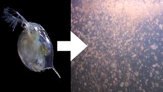 How I Culture Daphnia [upl. by Bilat]