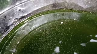 DAPHNIA MOINA CULTURE IN A SMALL BUCKET [upl. by Vale]