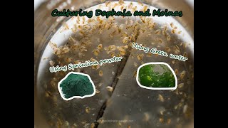 How To Culture Daphnia and Moinas using Green Water Spirulina powder [upl. by Tidwell]