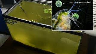 Raising Daphnia for the Freshwater Aquarium [upl. by Aniham78]