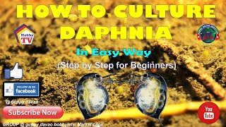 HOW TO CULTURE DAPHNIA In Easy Way [upl. by Ayotahs]